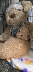 Shelter Stray Male Cat last seen ST PETERS, 4850 Mid Rivers Mall Dr, St Peters, MO 63376, USA