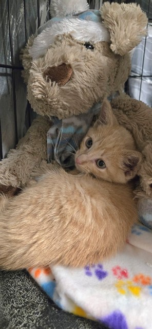 Shelter Stray Male Cat last seen ST PETERS, 4850 Mid Rivers Mall Dr, St Peters, MO 63376, USA