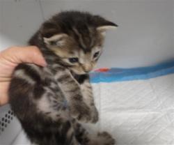 Shelter Stray Female Cat last seen , 11361 W Pico Blvd, Los Angeles, CA 90064, USA