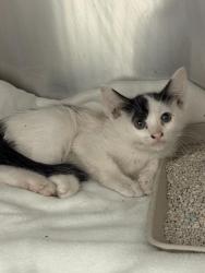Shelter Stray Male Cat last seen Near BLOCK GRAPEFRUIT BLVD, COACHELLA CA 92236, 72050 Pet Land Pl, Thousand Palms, CA 92276, USA