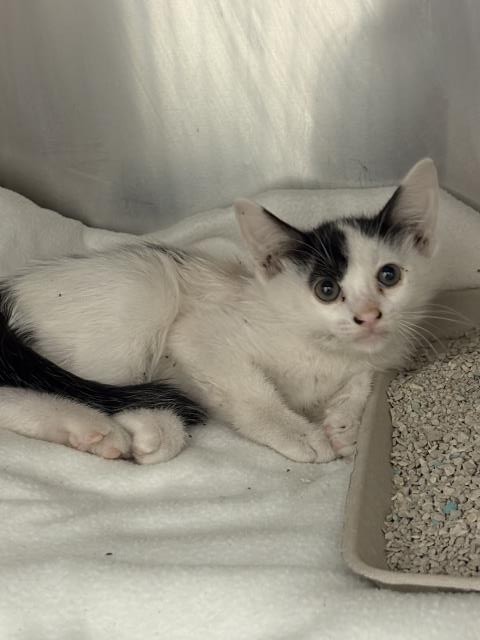 Shelter Stray Male Cat last seen Near BLOCK GRAPEFRUIT BLVD, COACHELLA CA 92236, 72050 Pet Land Pl, Thousand Palms, CA 92276, USA
