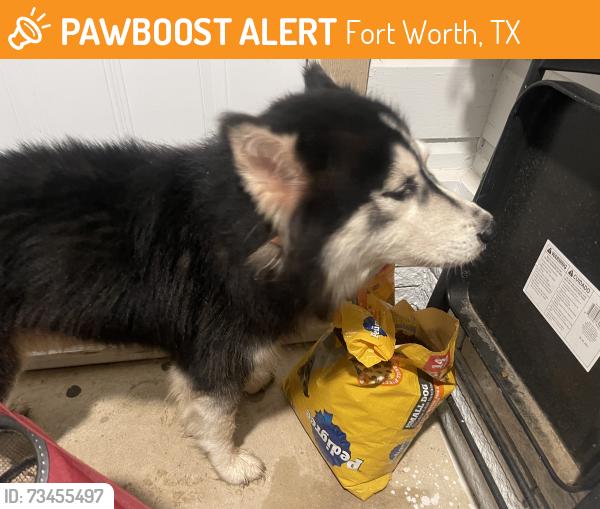 Found/Stray Male Dog last seen Rita, Fort Worth, TX 76117