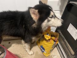 Found/Stray Male Dog last seen Rita, Fort Worth, TX 76117