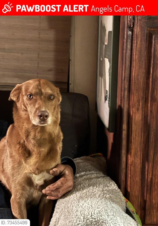Lost Female Dog last seen Highway 49, Angels Camp, CA 95222
