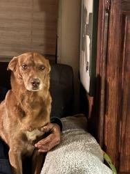 Lost Female Dog last seen Highway 49, Angels Camp, CA 95222