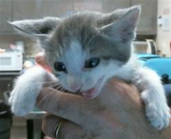 Shelter Stray Male Cat last seen LIVE OAK AVE/INDUSTRIAL DR, 95632, 3839 Bradshaw Rd, Sacramento, CA 95827, USA