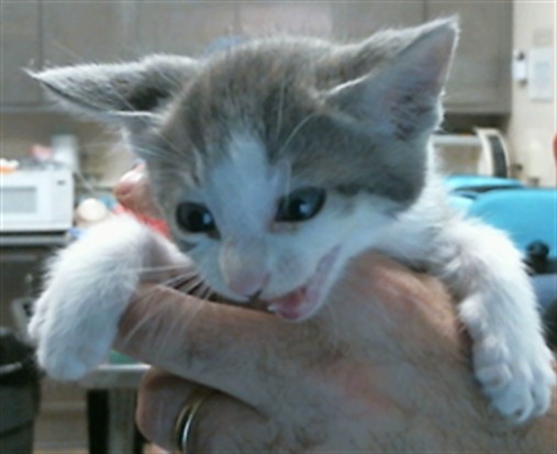 Shelter Stray Male Cat last seen LIVE OAK AVE/INDUSTRIAL DR, 95632, 3839 Bradshaw Rd, Sacramento, CA 95827, USA