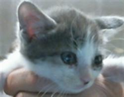 Shelter Stray Male Cat last seen LIVE OAK AVE/INDUSTRIAL DR, 95632, 3839 Bradshaw Rd, Sacramento, CA 95827, USA