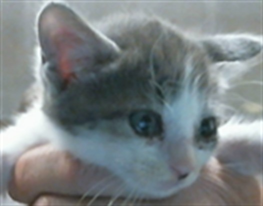 Shelter Stray Male Cat last seen LIVE OAK AVE/INDUSTRIAL DR, 95632, 3839 Bradshaw Rd, Sacramento, CA 95827, USA