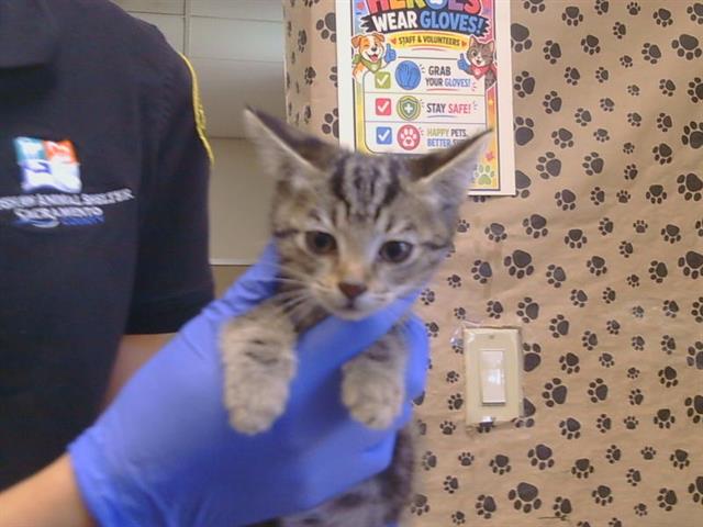Shelter Stray Female Cat last seen YAWL CT/CATAMARAN DR, 95621, 3839 Bradshaw Rd, Sacramento, CA 95827, USA