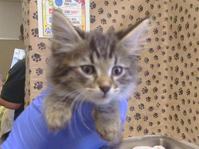 Shelter Stray Male Cat last seen YAWL CT/CATAMARAN DR, 95621, 3839 Bradshaw Rd, Sacramento, CA 95827, USA