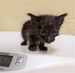 Shelter Stray Male Cat last seen 19TH ST & C ST, 2127 Front St, Sacramento, CA 95818, USA