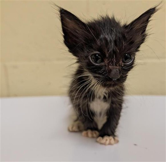 Shelter Stray Male Cat last seen 19TH ST & C ST, 2127 Front St, Sacramento, CA 95818, USA