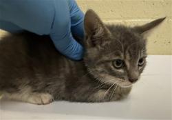 Shelter Stray Male Cat last seen FLORIN RD & 20TH ST, 2127 Front St, Sacramento, CA 95818, USA