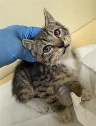 Shelter Stray Male Cat last seen FLORIN RD & 20TH ST, 2127 Front St, Sacramento, CA 95818, USA