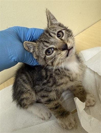 Shelter Stray Male Cat last seen FLORIN RD & 20TH ST, 2127 Front St, Sacramento, CA 95818, USA