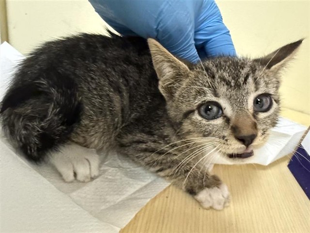 Shelter Stray Female Cat last seen FLORIN RD & 20TH ST, 2127 Front St, Sacramento, CA 95818, USA