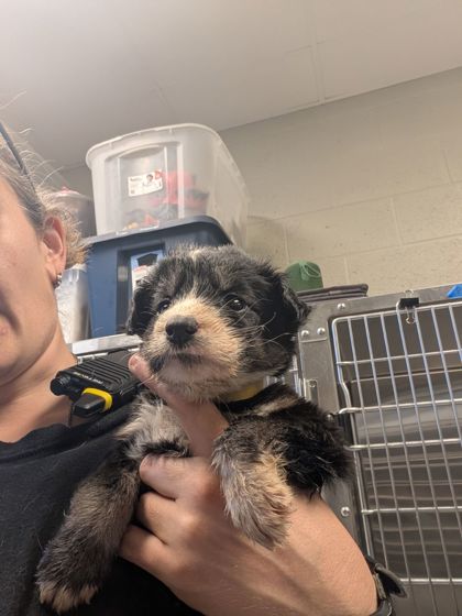 Shelter Stray Female Dog last seen Near CR 528, Lauderdale County, AL, 3240 Roberson Rd, Florence, AL 35630, USA