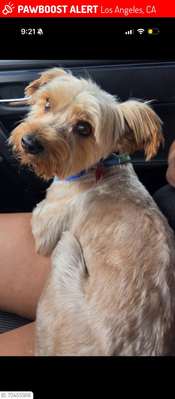 Lost Male Dog last seen Hooper, Florence, Central, Nadeau, Los Angeles, CA 90001
