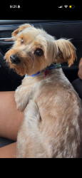 Lost Male Dog last seen Hooper, Florence, Central, Nadeau, Los Angeles, CA 90001