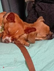 Lost Male Dog last seen Dutton meadow Mojave, Santa Rosa, CA 95407