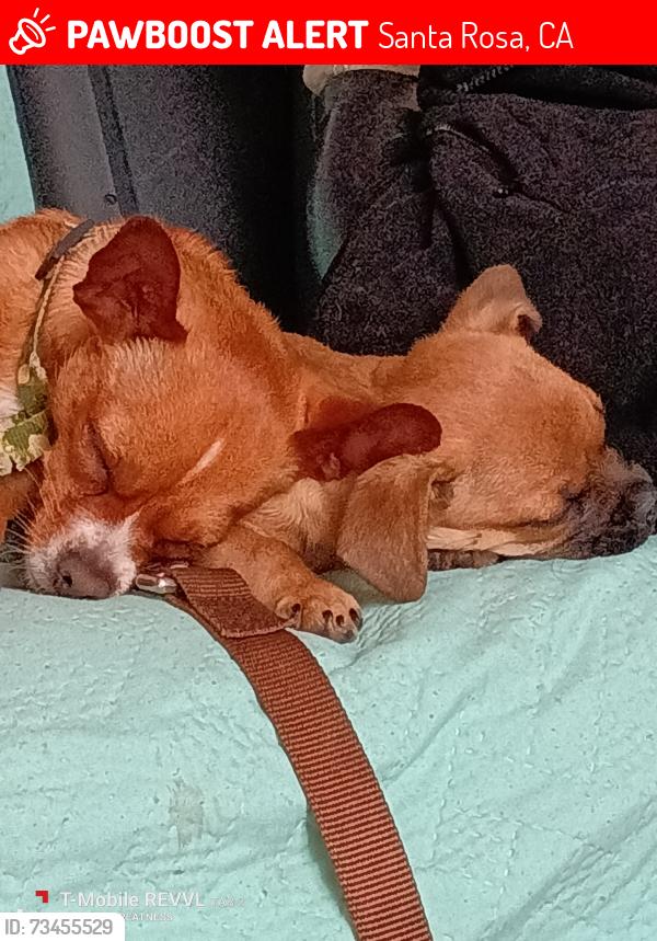 Lost Male Dog last seen Dutton meadow Mojave, Santa Rosa, CA 95407