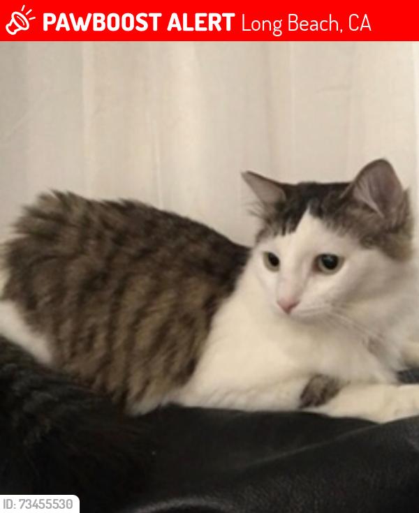 Lost Female Cat last seen Cedar ave spring st, Long Beach, CA 90813