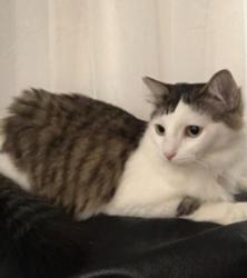 Lost Female Cat last seen Cedar ave spring st, Long Beach, CA 90813