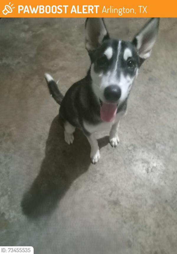Found/Stray Male Dog last seen FOUND ON AIRES DR, NEAR PIERCE ARROW DR, Arlington, TX 76001