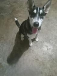 Found/Stray Male Dog last seen FOUND ON AIRES DR, NEAR PIERCE ARROW DR, Arlington, TX 76001