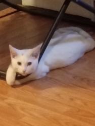 Lost Male Cat last seen S 9th and West Walnut Street, Yakima, WA 98902
