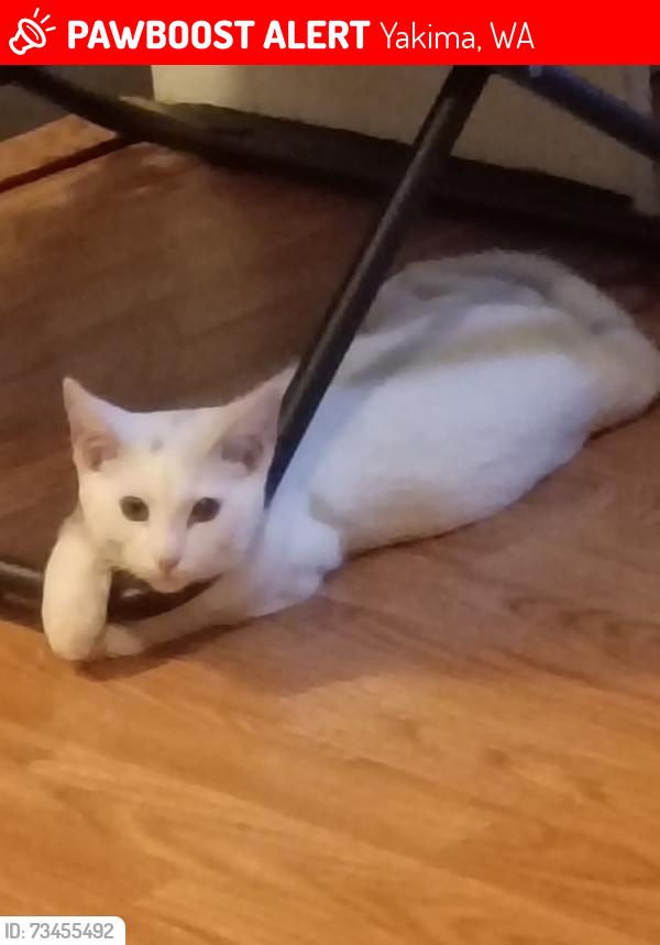 Lost Male Cat last seen S 9th and West Walnut Street, Yakima, WA 98902