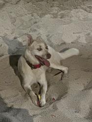 Lost Female Dog last seen Santa Monica and Madison, Los Angeles, CA 90029
