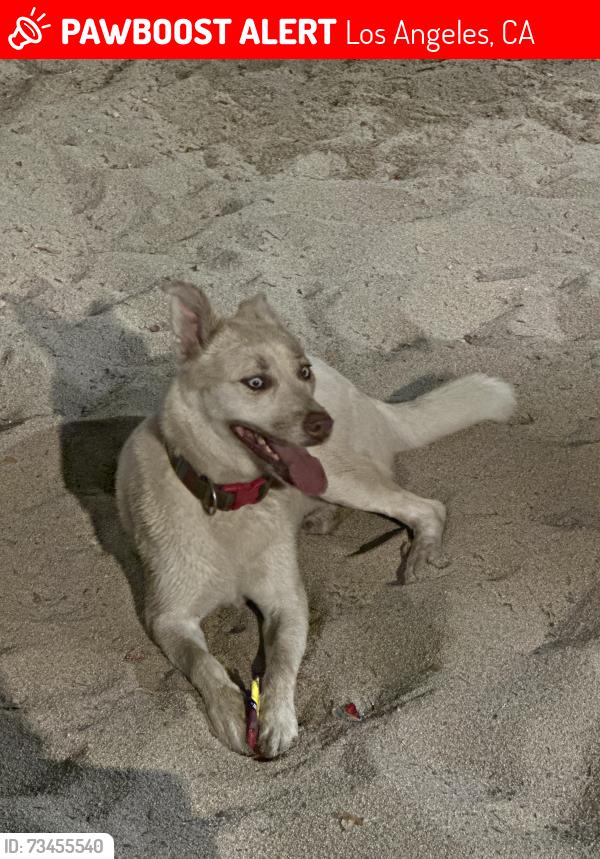 Lost Female Dog last seen Santa Monica and Madison, Los Angeles, CA 90029