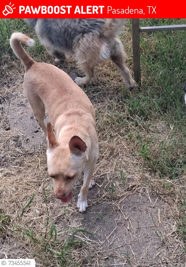 Lost Female Dog last seen Strawberry street, Pasadena, TX 77502