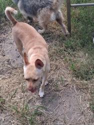 Lost Female Dog last seen Strawberry street, Pasadena, TX 77502
