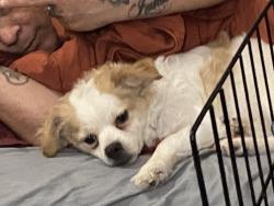 Lost Male Dog last seen Downey and Whittier, Los Angeles, CA 90023