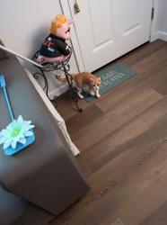 Lost Male Cat last seen Barney, Anderson, CA 96007