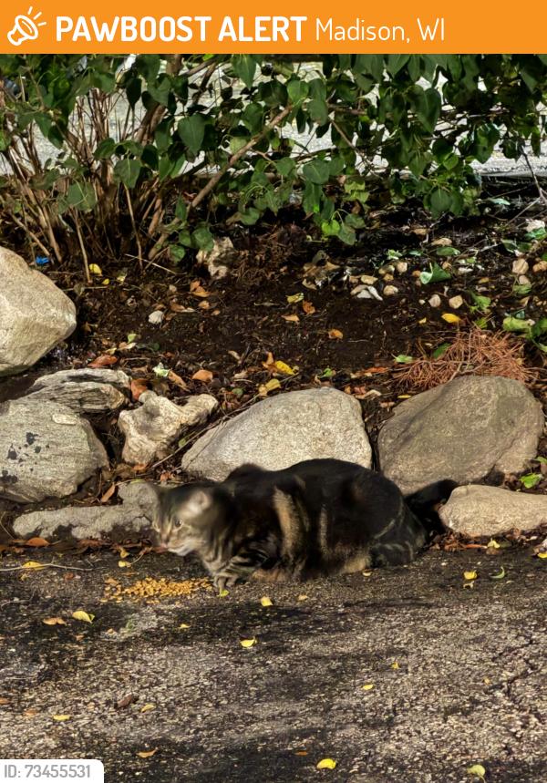 Found/Stray Female Cat last seen Near N Eau Claire Ave, Madison, WI 53705