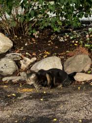 Found/Stray Female Cat last seen Near N Eau Claire Ave, Madison, WI 53705