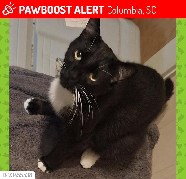 Lost Male Cat last seen Bayside and Press Lindler Road, Columbia, SC 29212