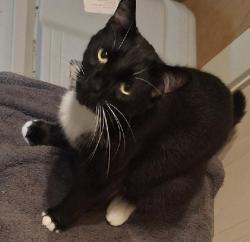 Lost Male Cat last seen Bayside and Press Lindler Road, Columbia, SC 29212