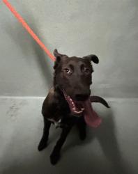 Shelter Stray Female Dog last seen , 29525 Agoura Rd, Agoura Hills, CA 91301, USA