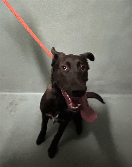 Shelter Stray Female Dog last seen , 29525 Agoura Rd, Agoura Hills, CA 91301, USA