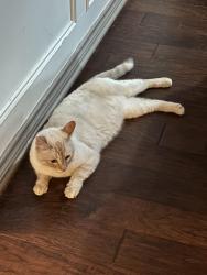 Reunited Male Cat last seen In home, Sachse, TX 75048