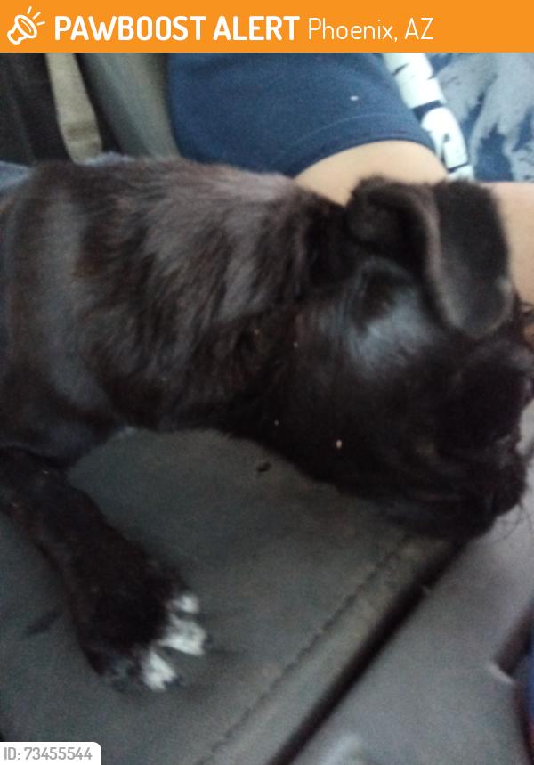 Found/Stray Female Dog last seen 51st ave baseline Rd, Phoenix, AZ 85042