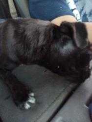 Found/Stray Female Dog last seen 51st ave baseline Rd, Phoenix, AZ 85042