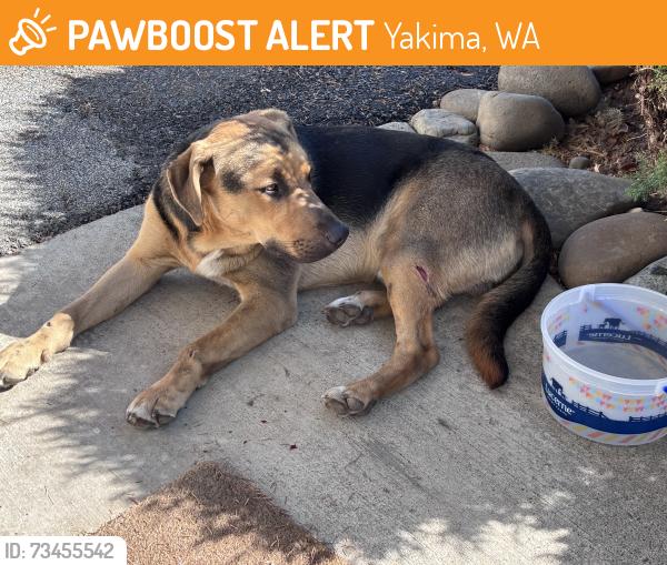 Found/Stray Male Dog last seen Near block of West Mead Ave, Yakima, WA 98902