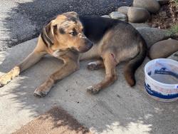 Found/Stray Male Dog last seen Near block of West Mead Ave, Yakima, WA 98902
