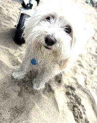 Lost Female Dog last seen Pioneer park, Bakersfield, CA 93306